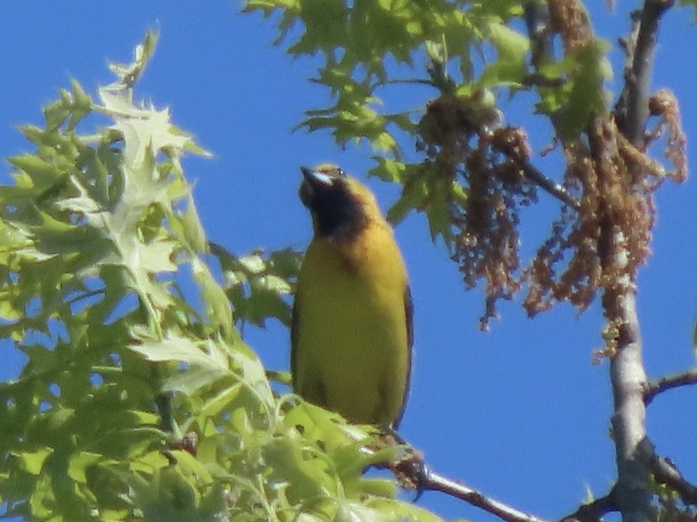 Orchard Oriole - ML332432251