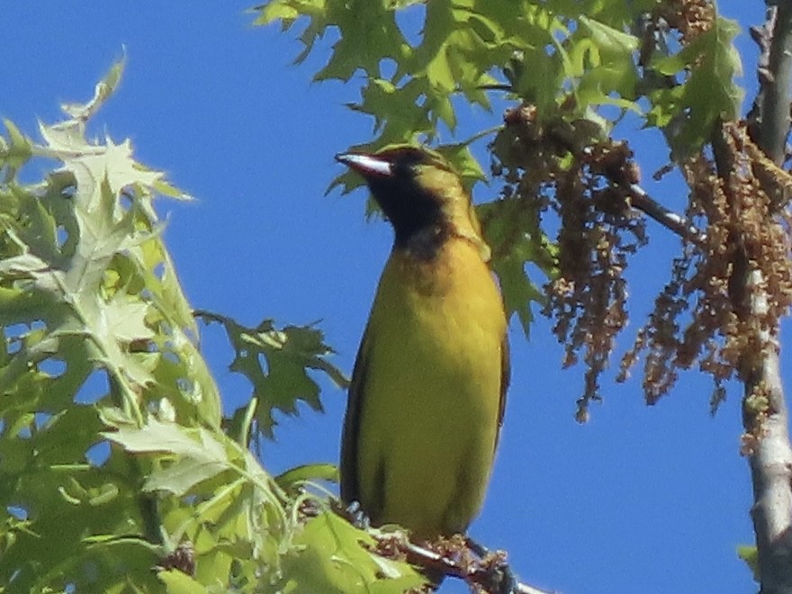 Orchard Oriole - ML332432261