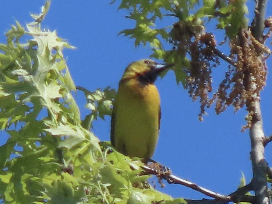 Orchard Oriole - ML332432271