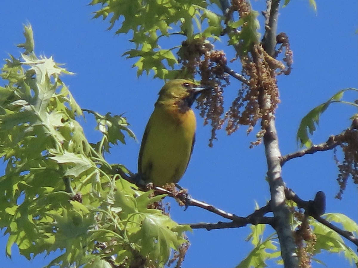 Orchard Oriole - ML332432281