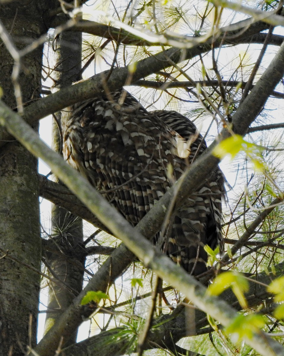 Barred Owl - ML332432771