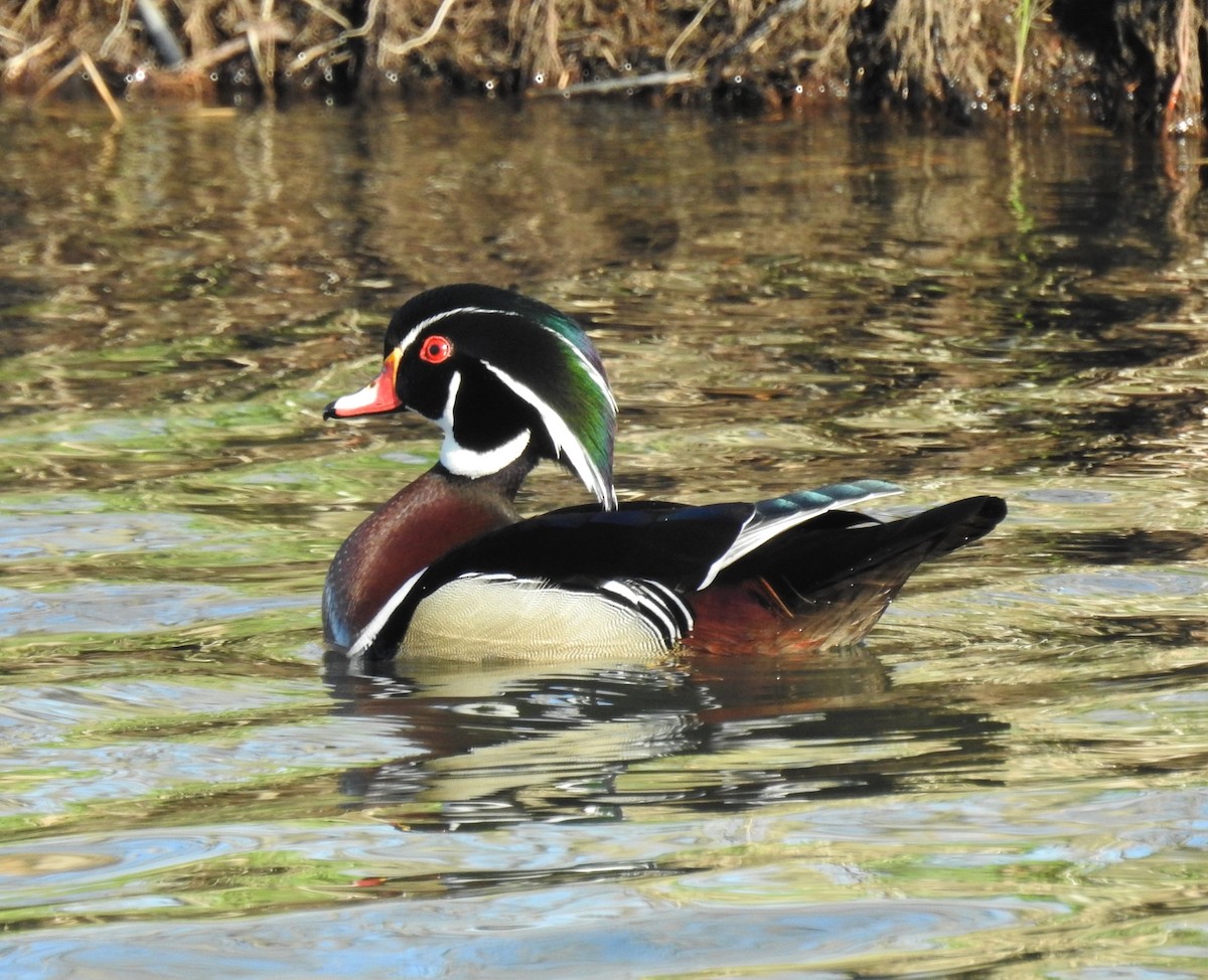 Wood Duck - Bruce Hoover