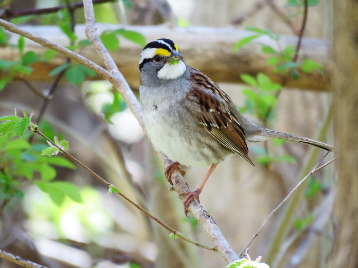 White-throated Sparrow - ML332433121