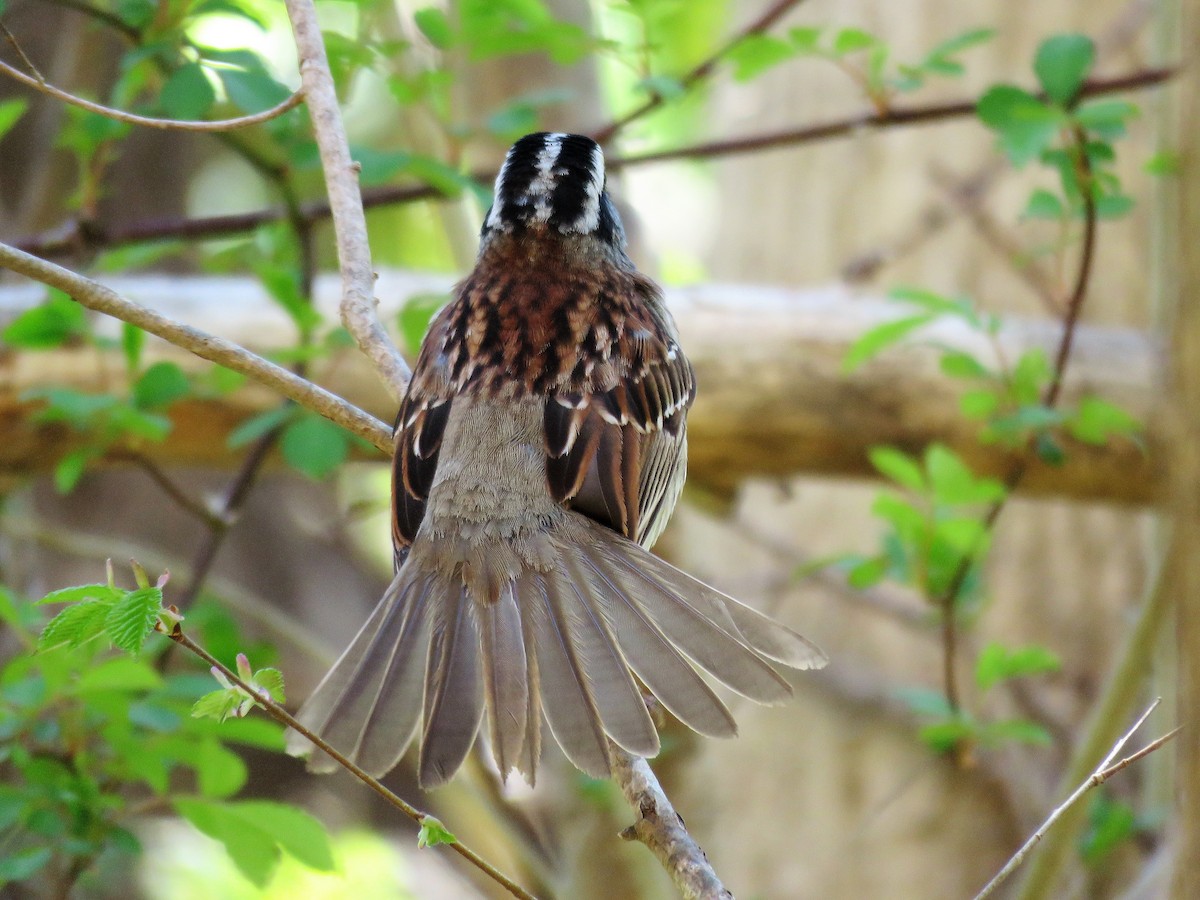 White-throated Sparrow - ML332433151