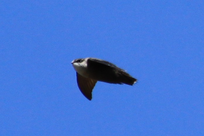 Chimney Swift - ML332434851