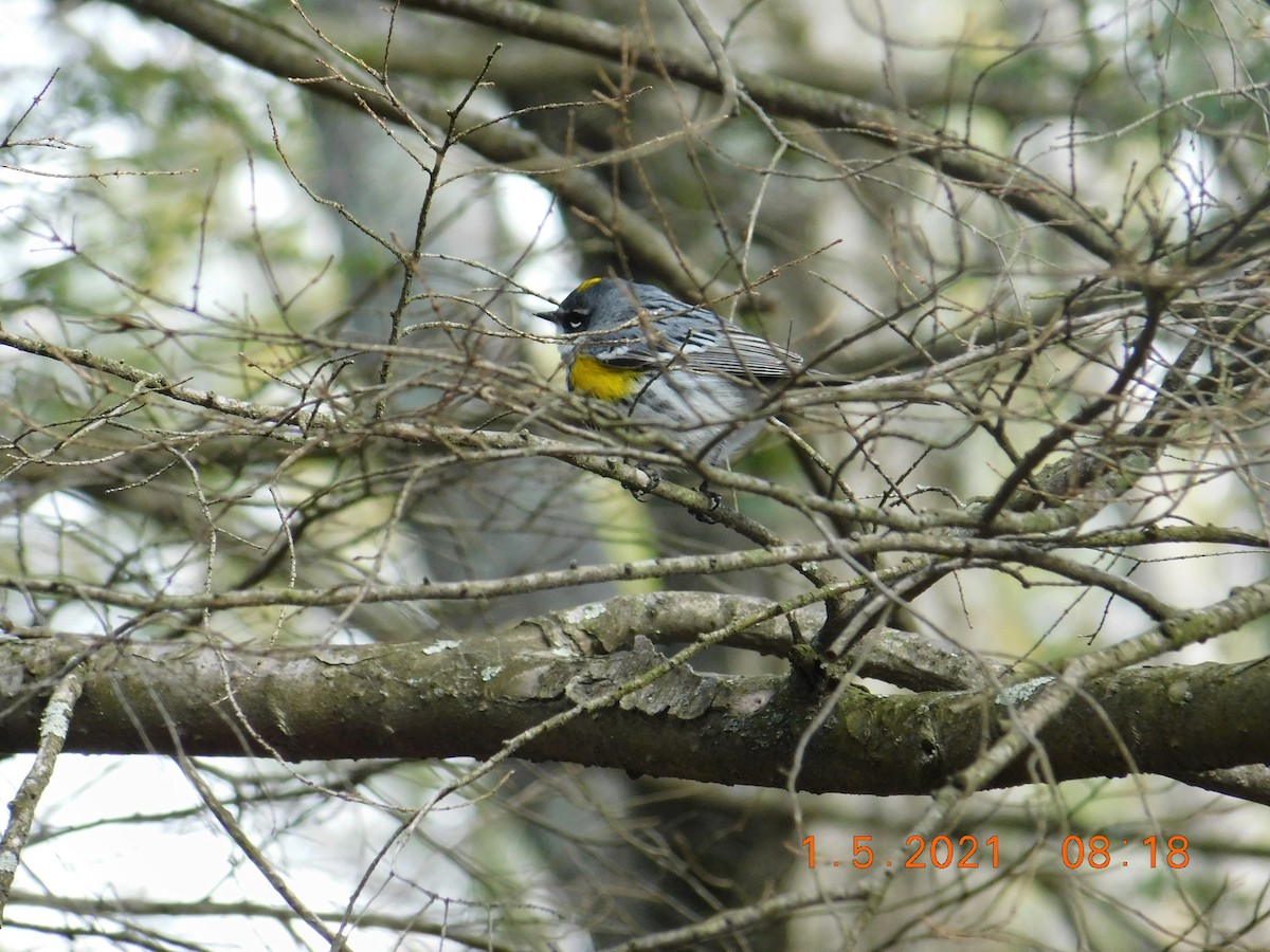 Yellow-rumped Warbler (Myrtle) - Noah Henkenius