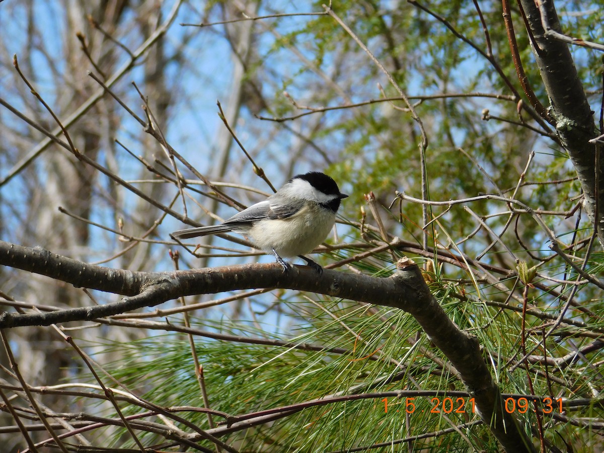 Black-capped Chickadee - ML332435181