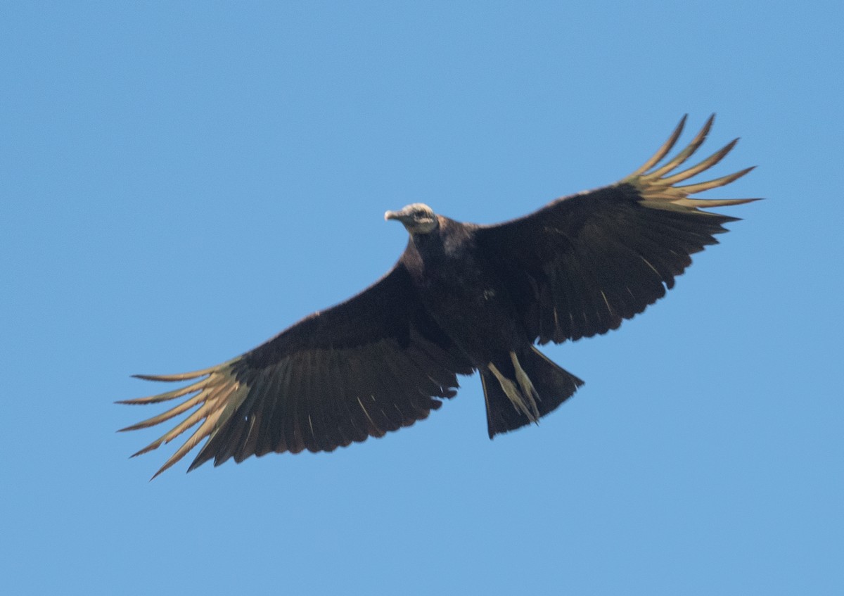 Black Vulture - ML332436531