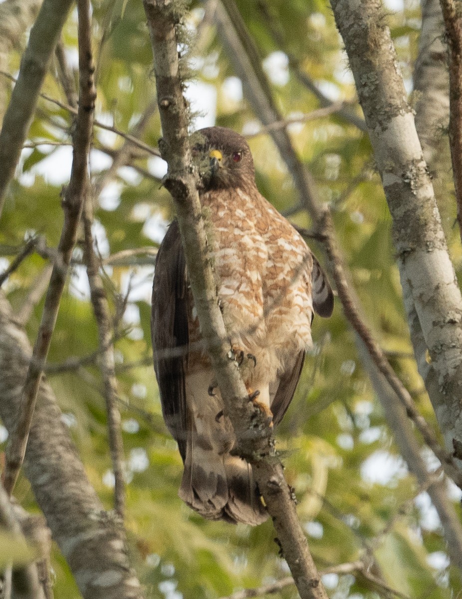 Broad-winged Hawk - ML332436581