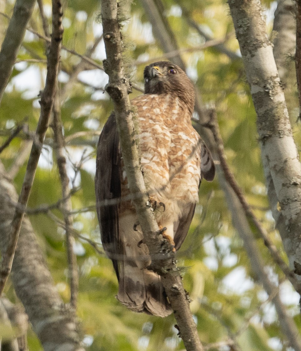 Broad-winged Hawk - ML332436591