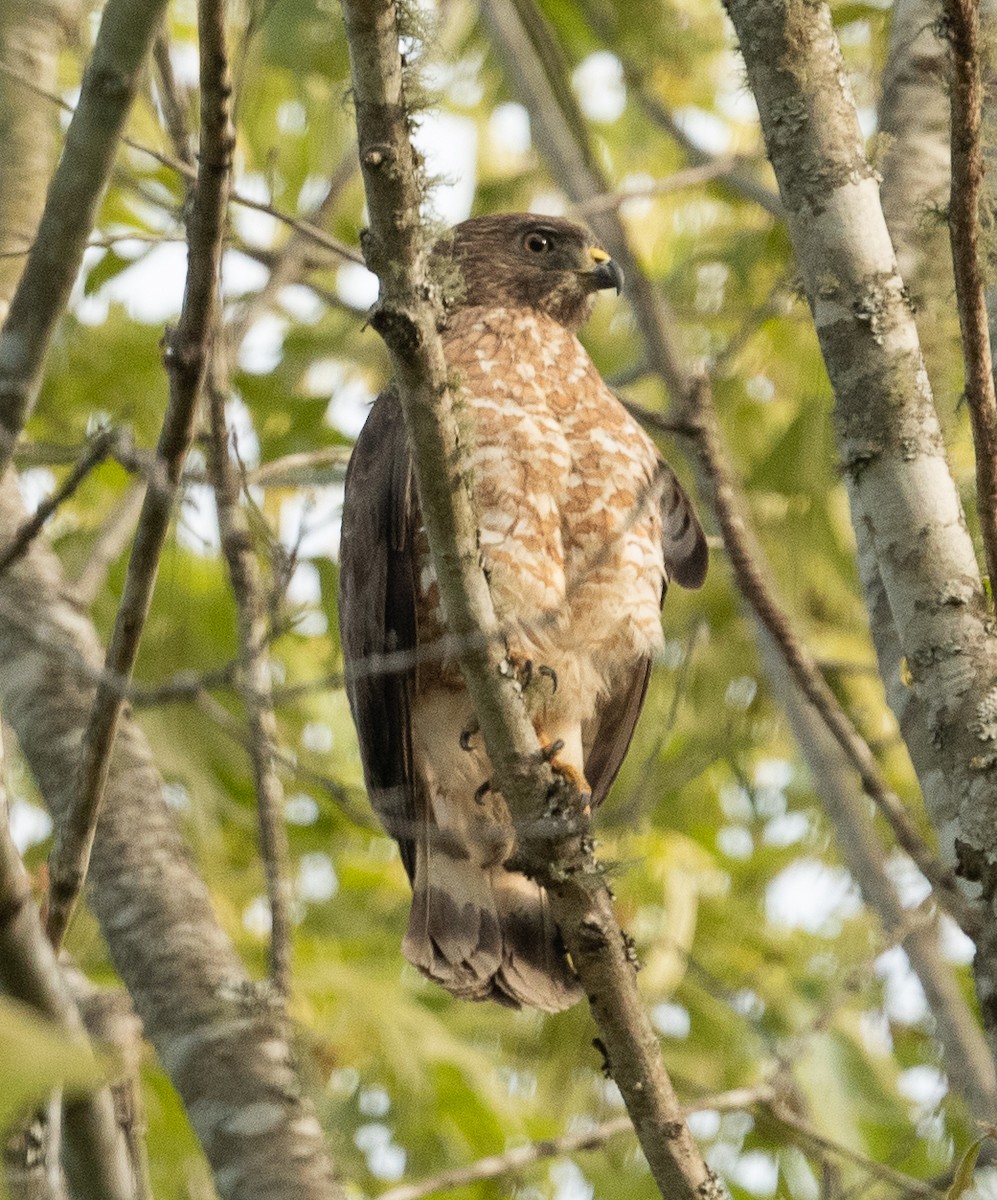 Broad-winged Hawk - ML332436601