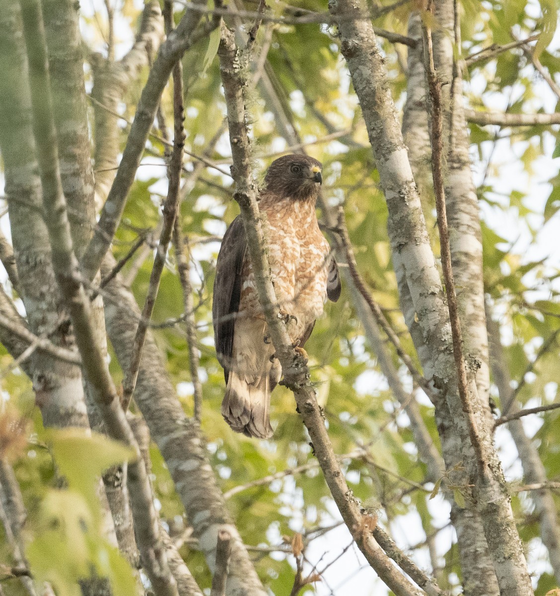 Broad-winged Hawk - ML332436631