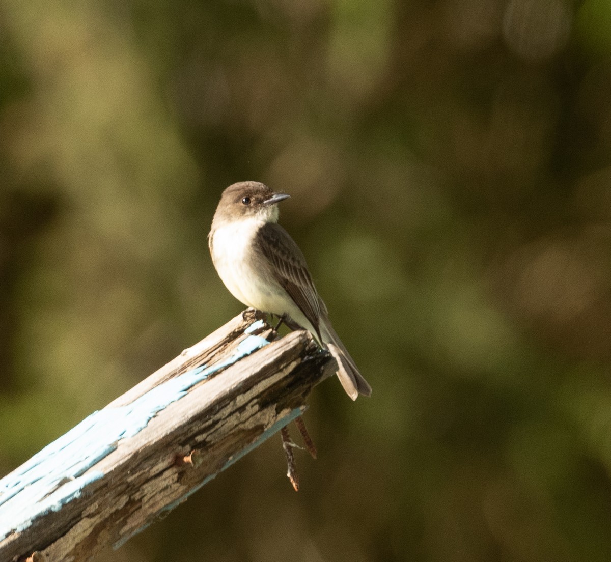 Eastern Phoebe - ML332436661