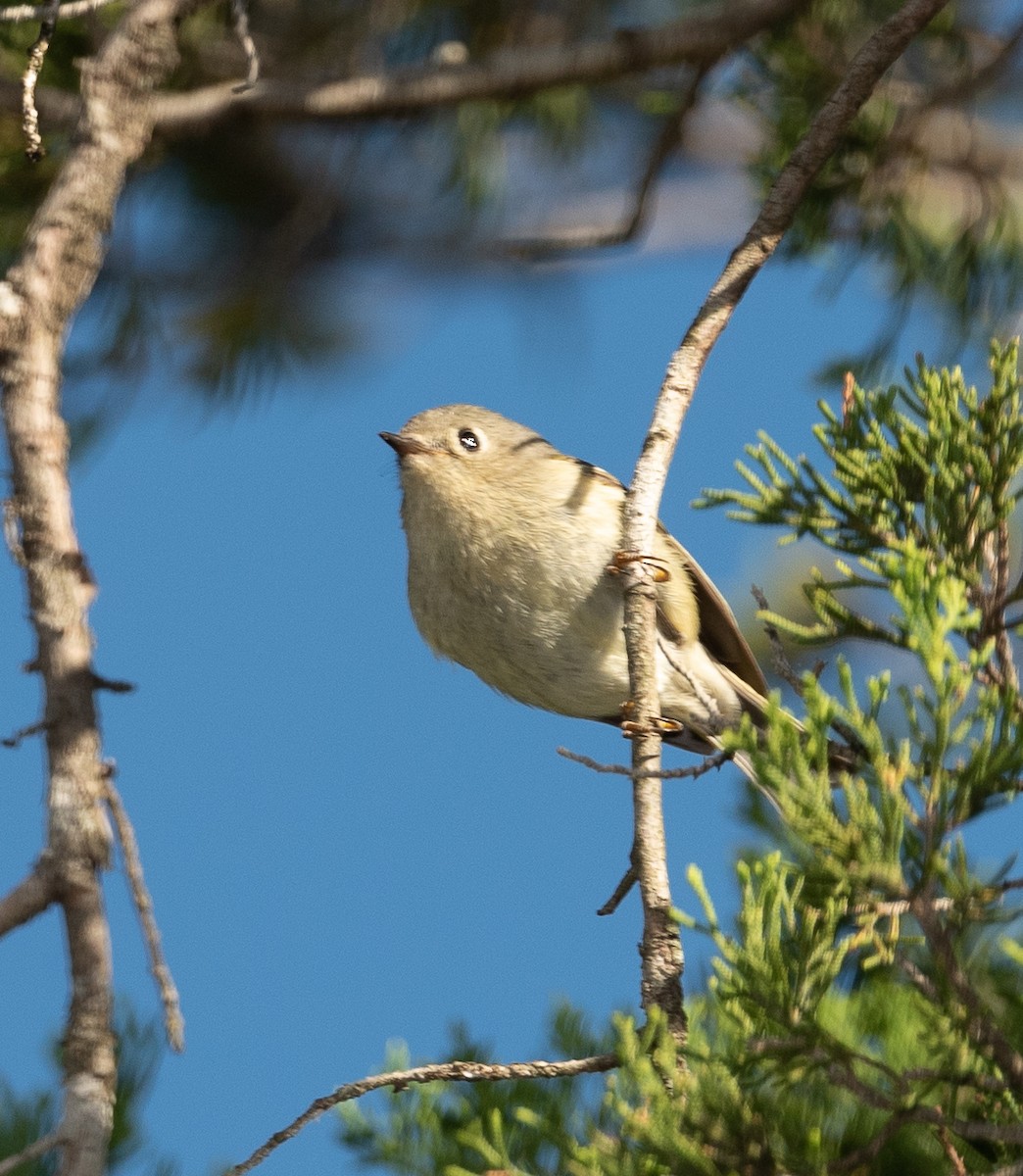 Ruby-crowned Kinglet - ML332436711