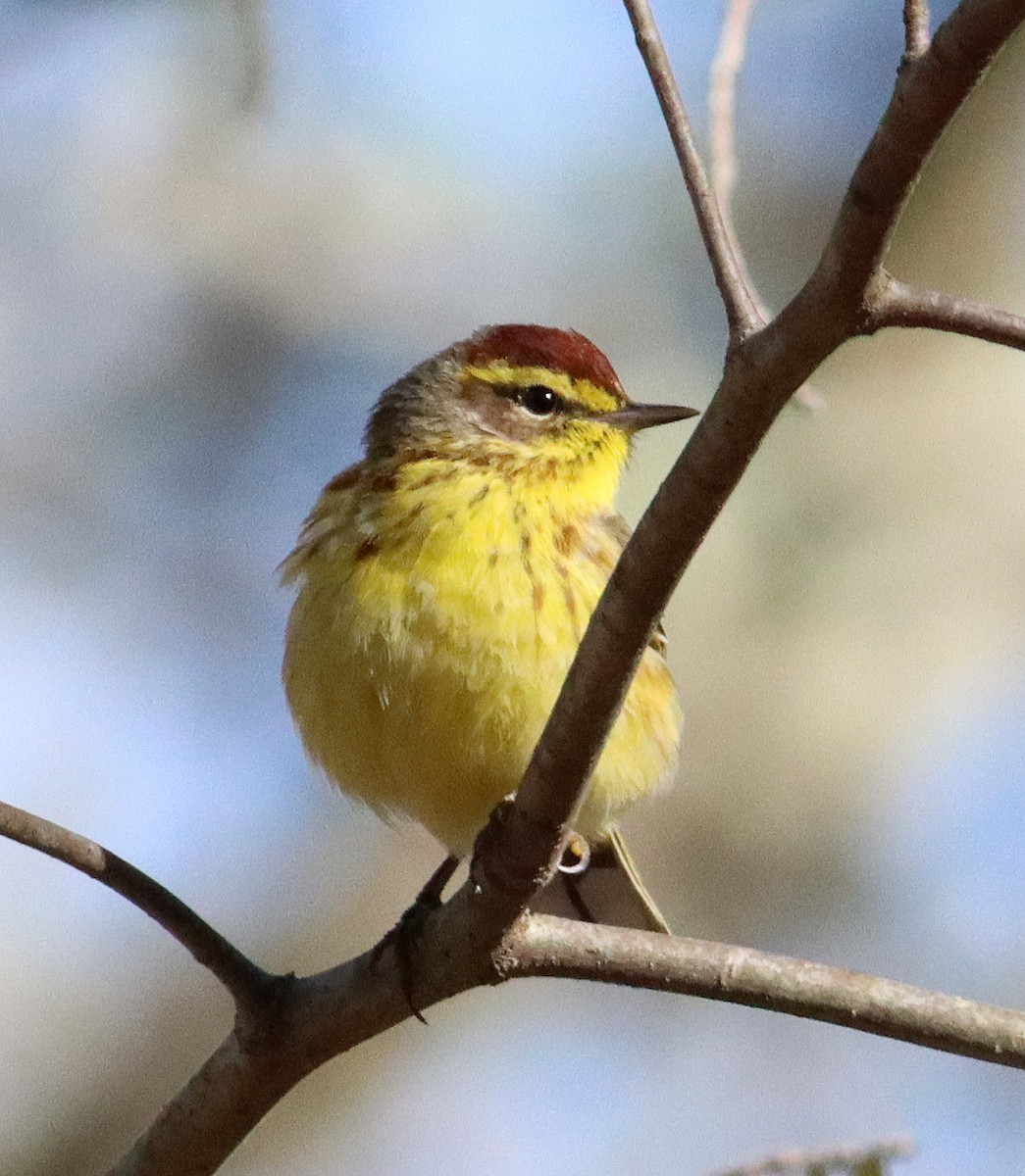 Palm Warbler - ML332436921