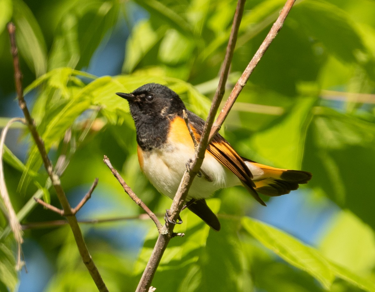 American Redstart - ML332437021