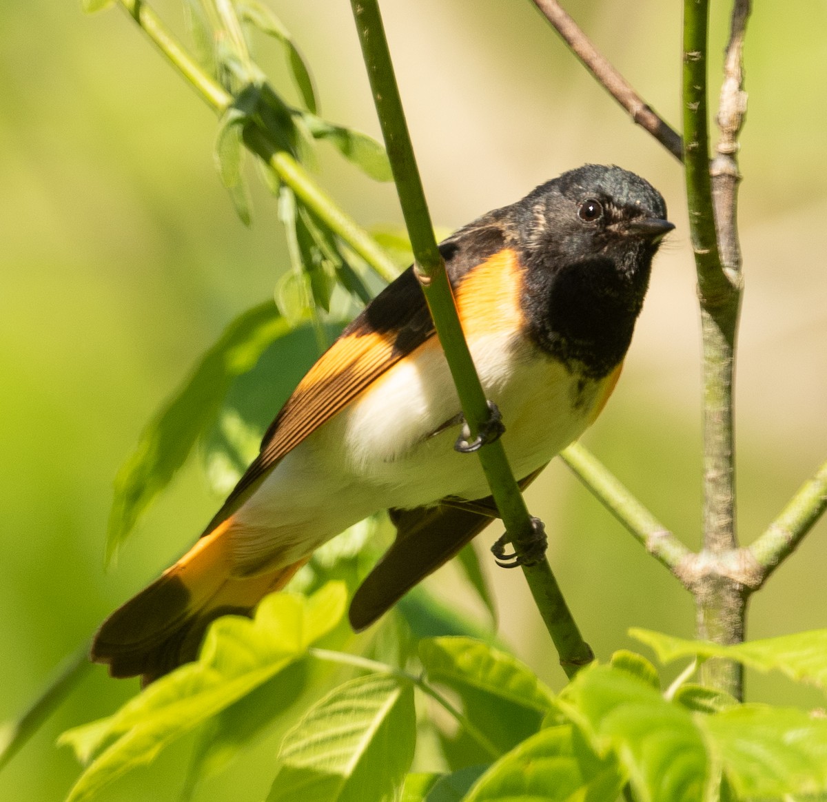 American Redstart - ML332437031