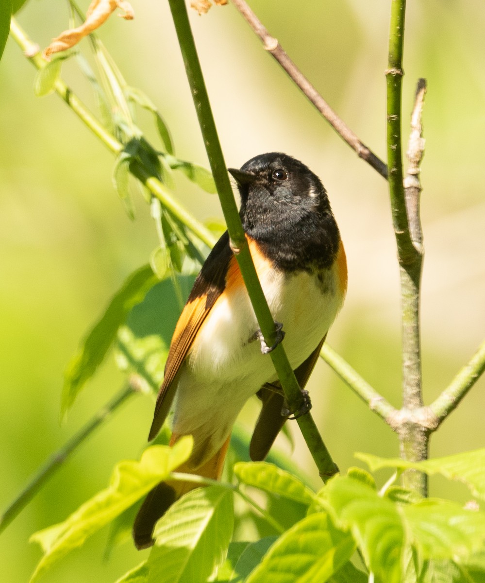 American Redstart - ML332437041