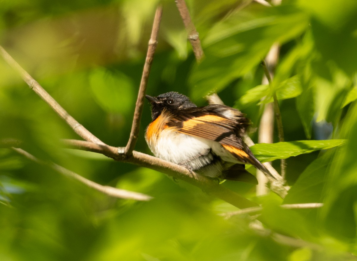American Redstart - ML332437071
