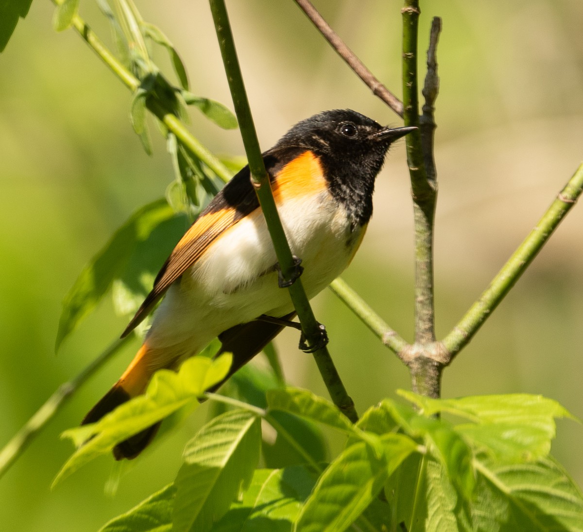 American Redstart - ML332437081