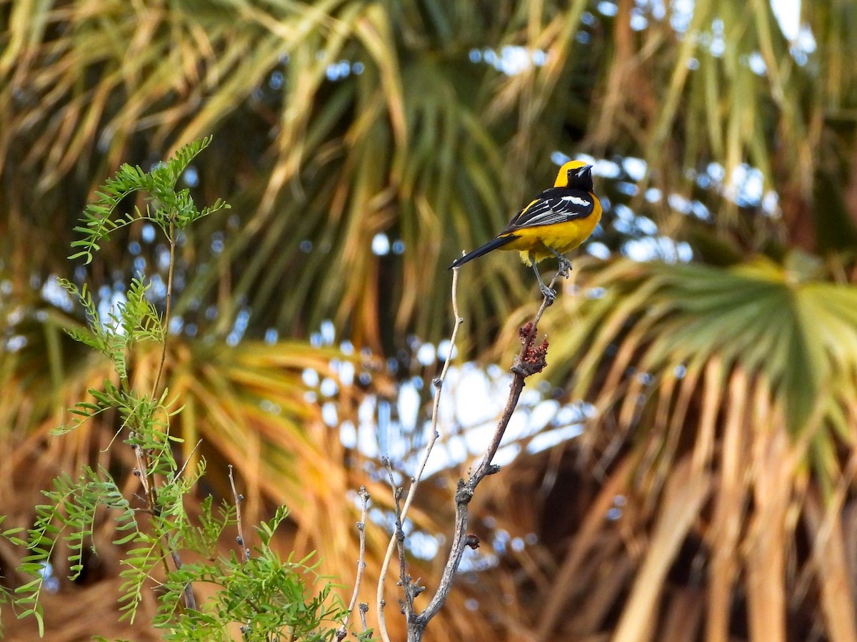 Hooded Oriole - ML332437271