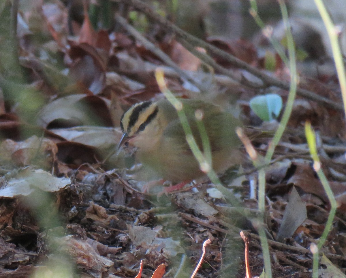 Worm-eating Warbler - Chris O'Connell