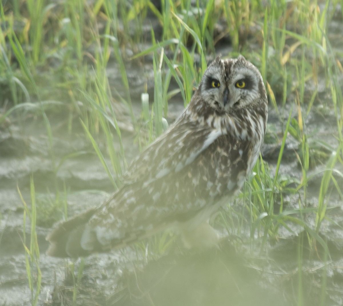 Short-eared Owl - ML332441041