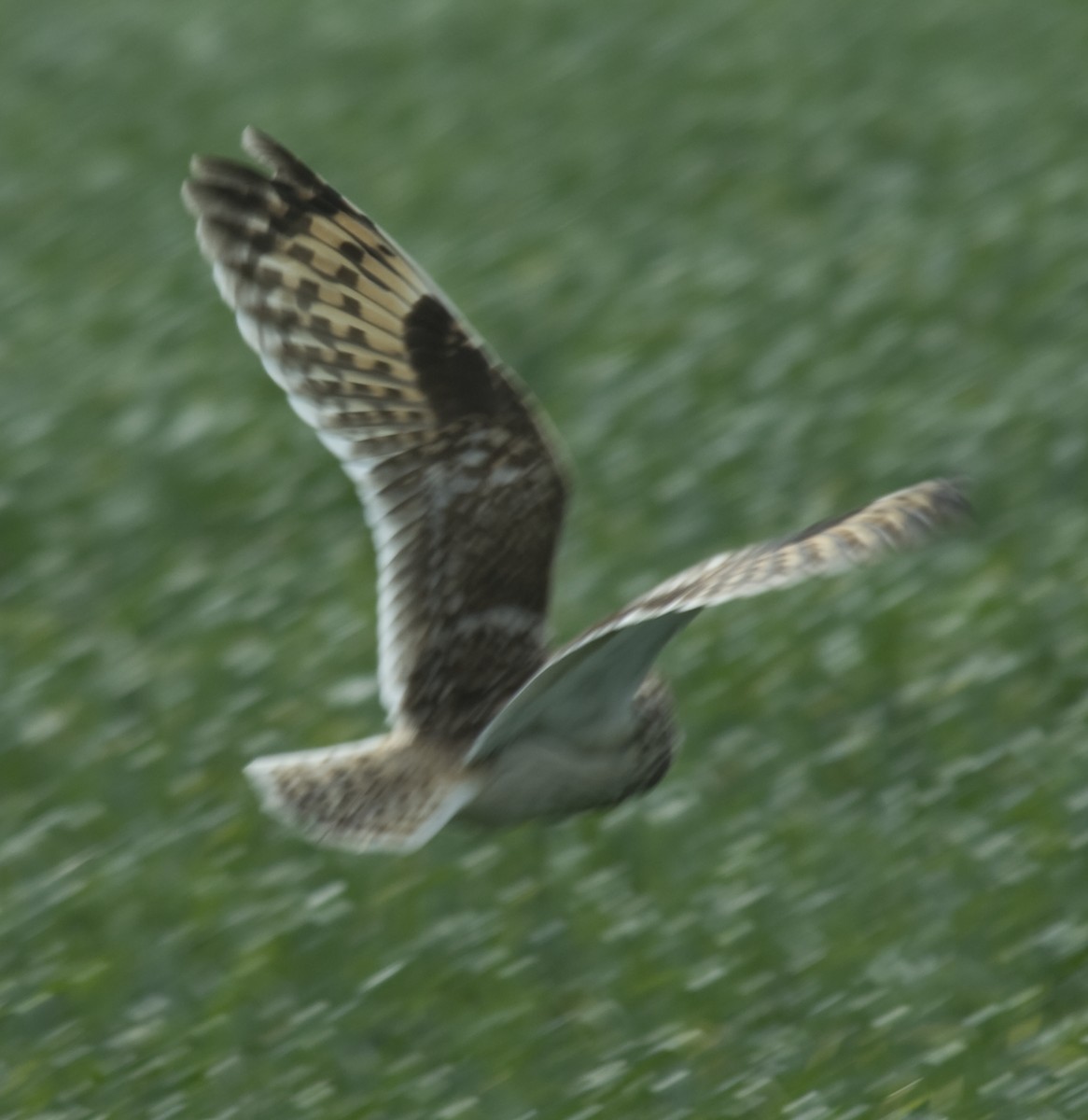 Short-eared Owl - ML332441051