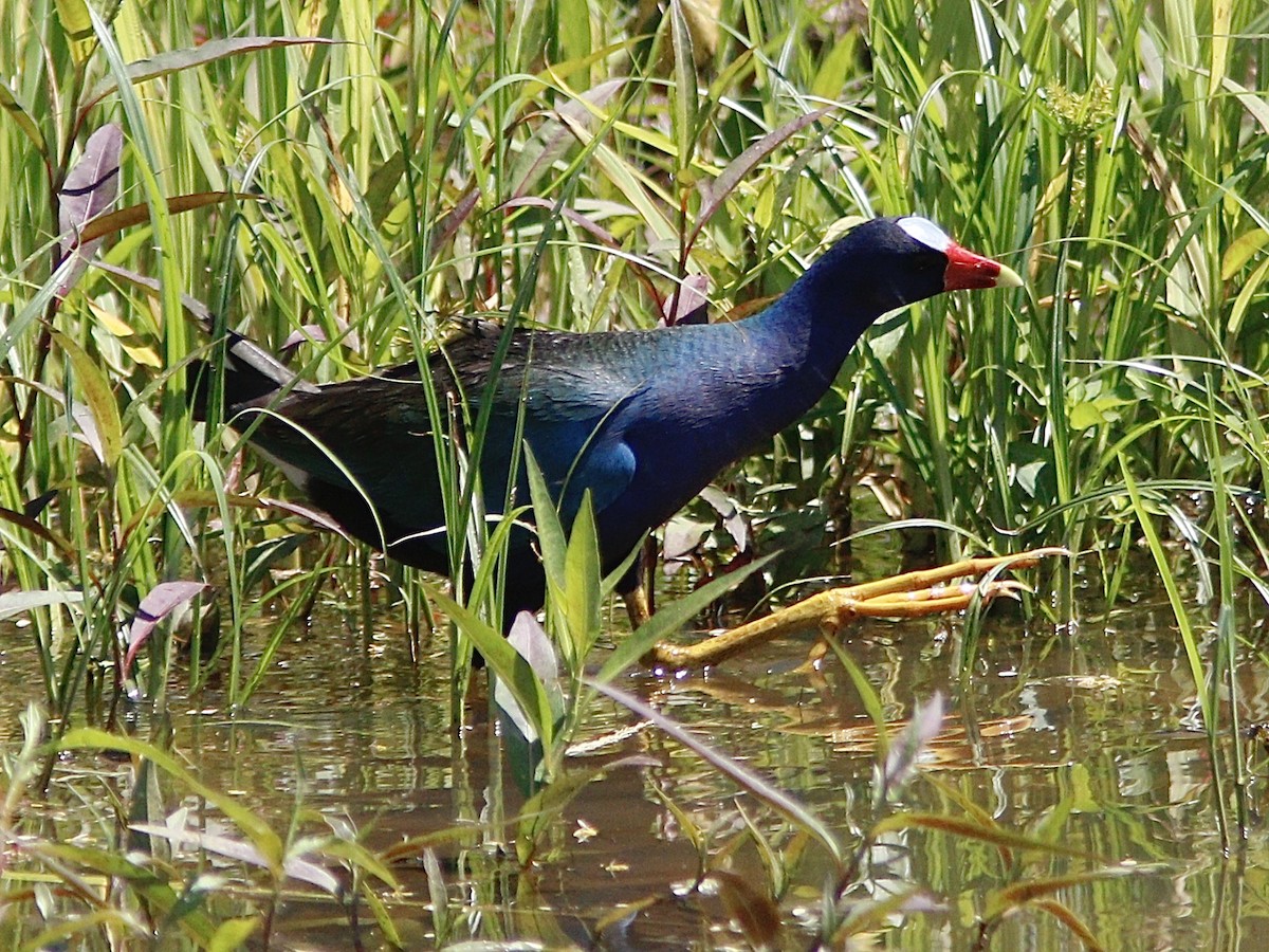 Purple Gallinule - ML332442271