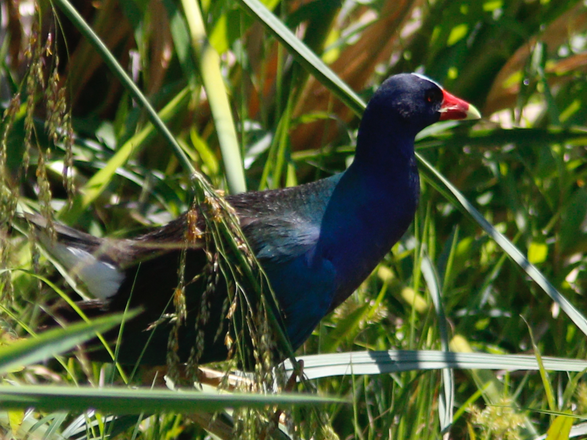 Purple Gallinule - William Flatau