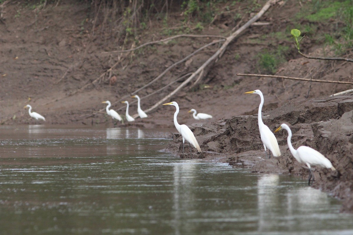 Great Egret - Oscar Johnson