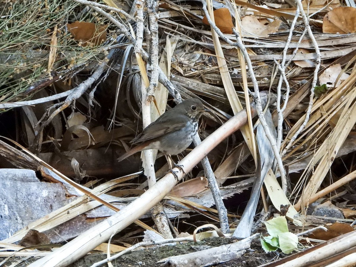 Hermit Thrush - ML332444391