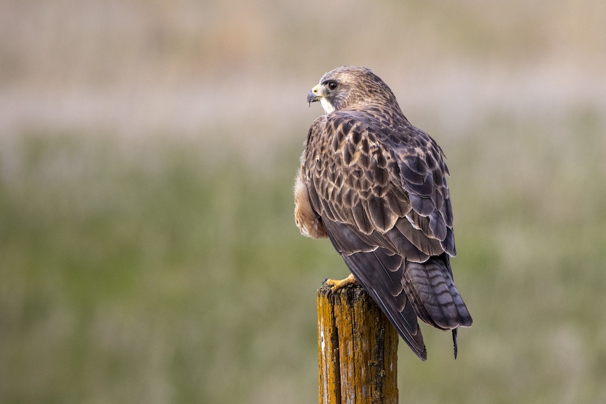 Swainson's Hawk - Colleen Childers