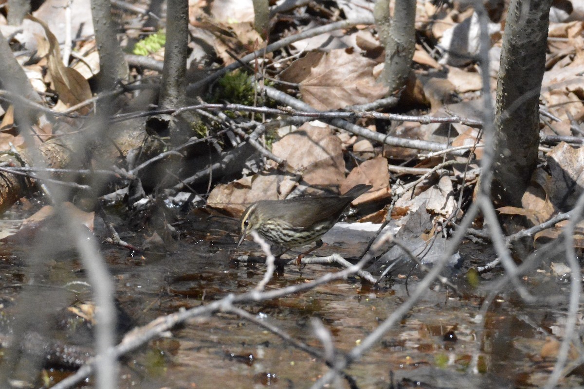 Northern Waterthrush - ML332444781