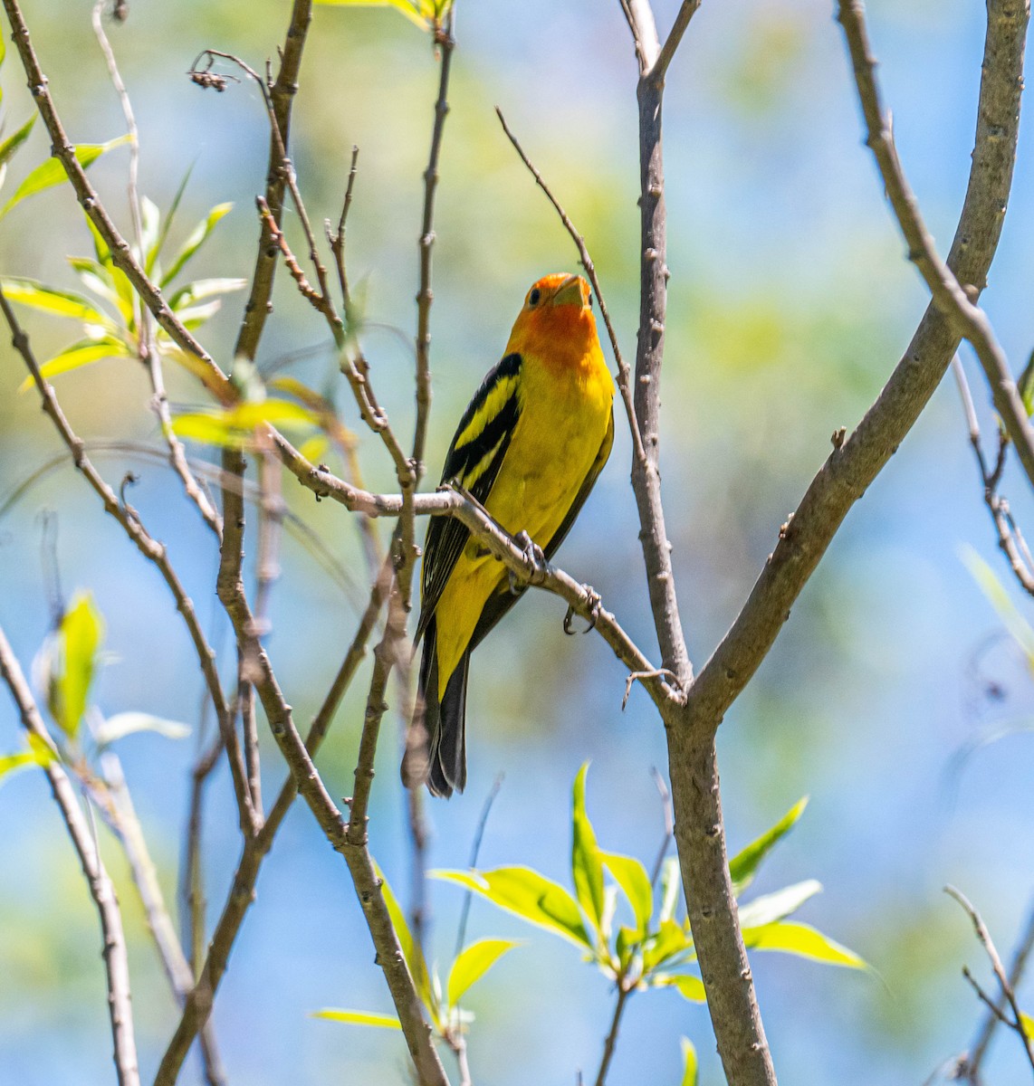 Western Tanager - ML332446131