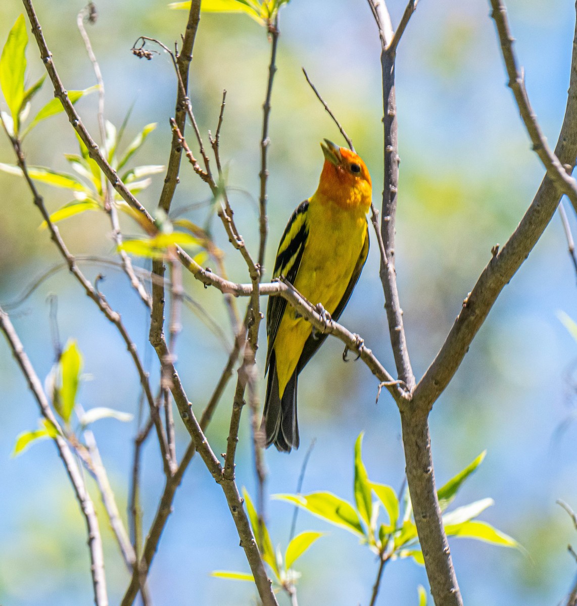 Western Tanager - ML332446201