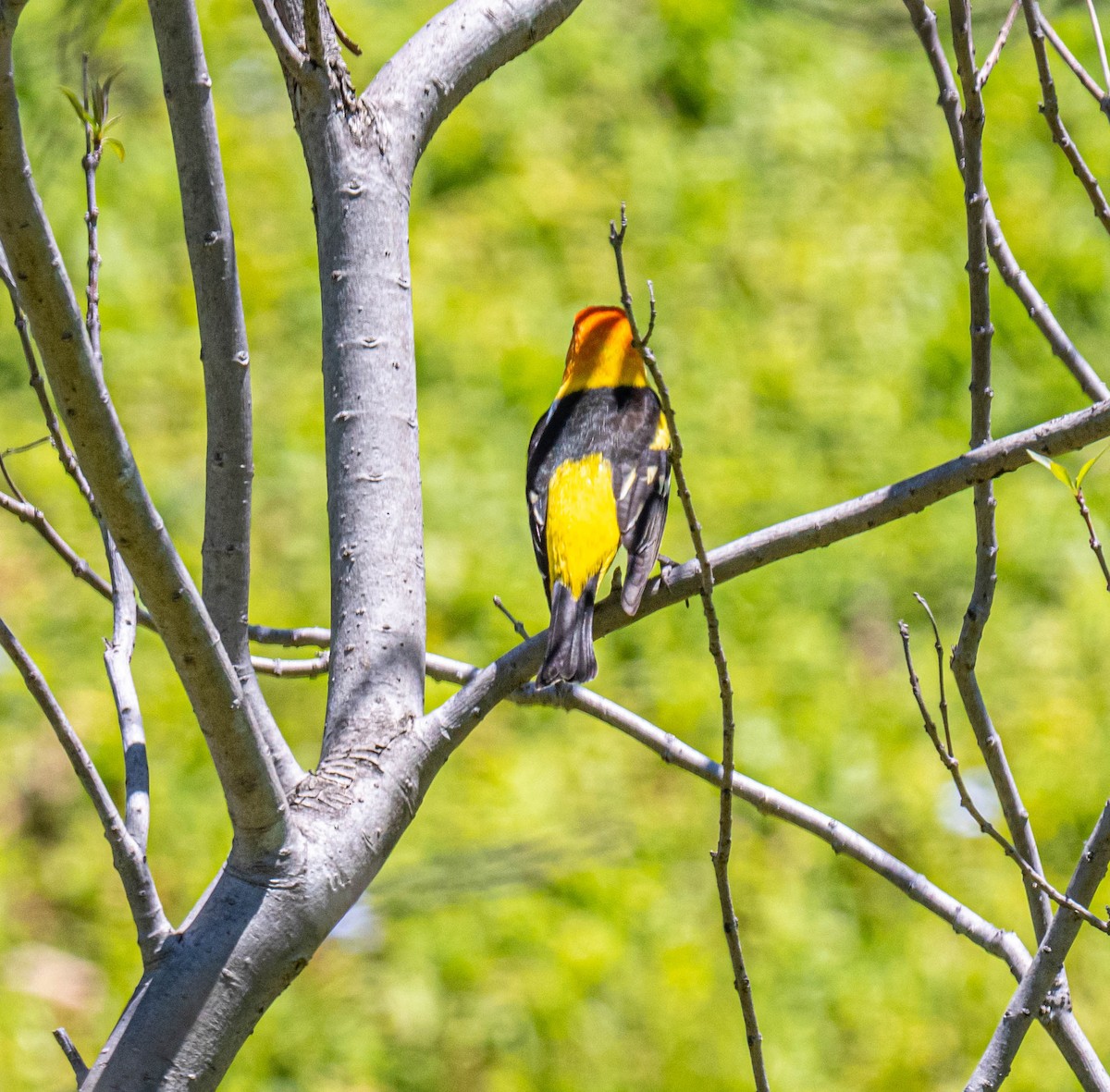 Western Tanager - ML332446481