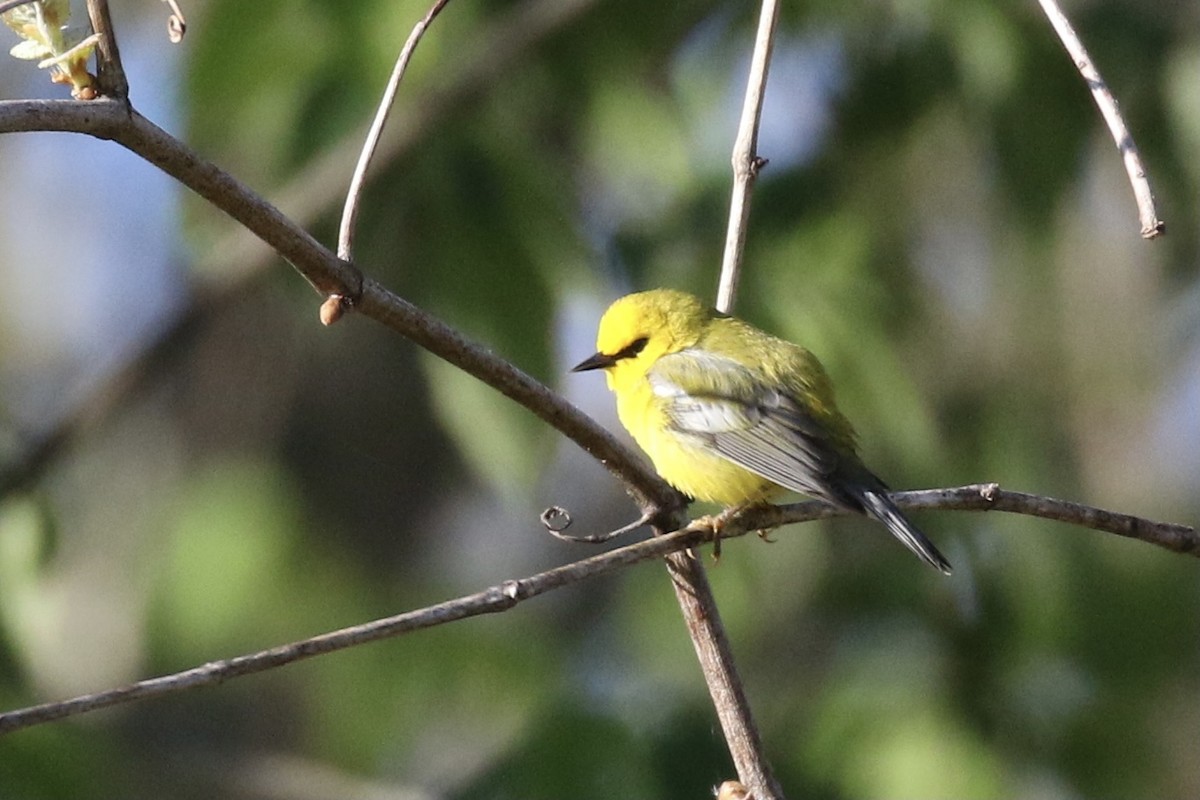 Blue-winged Warbler - ML332447341