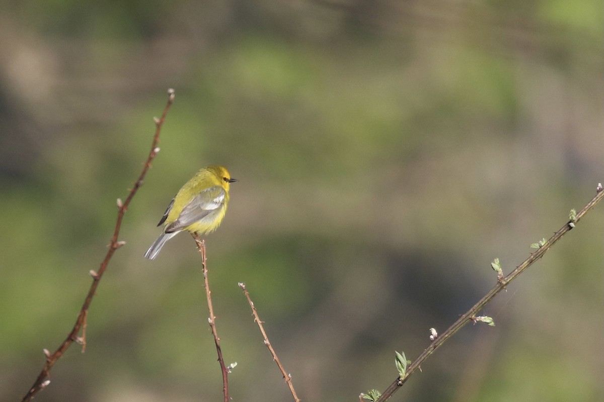 Blue-winged Warbler - ML332447351