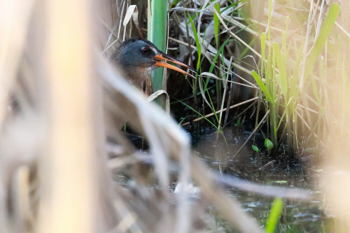 Virginia Rail - ML332448871