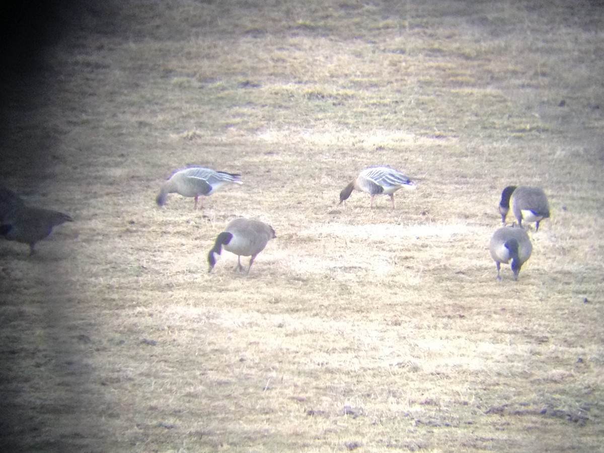 Pink-footed Goose - ML33244971