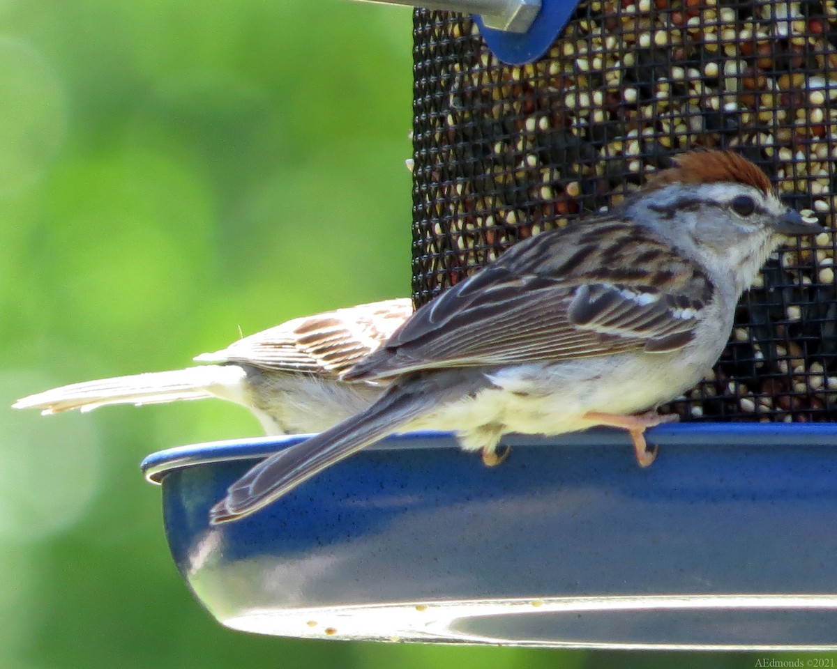 Chipping Sparrow - ML332450541