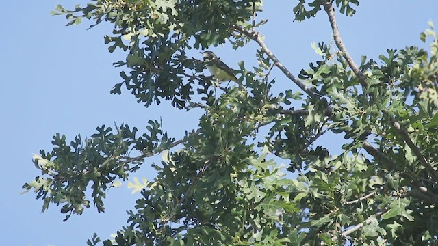 Braunaugenvireo (bellii/medius) - ML332453051