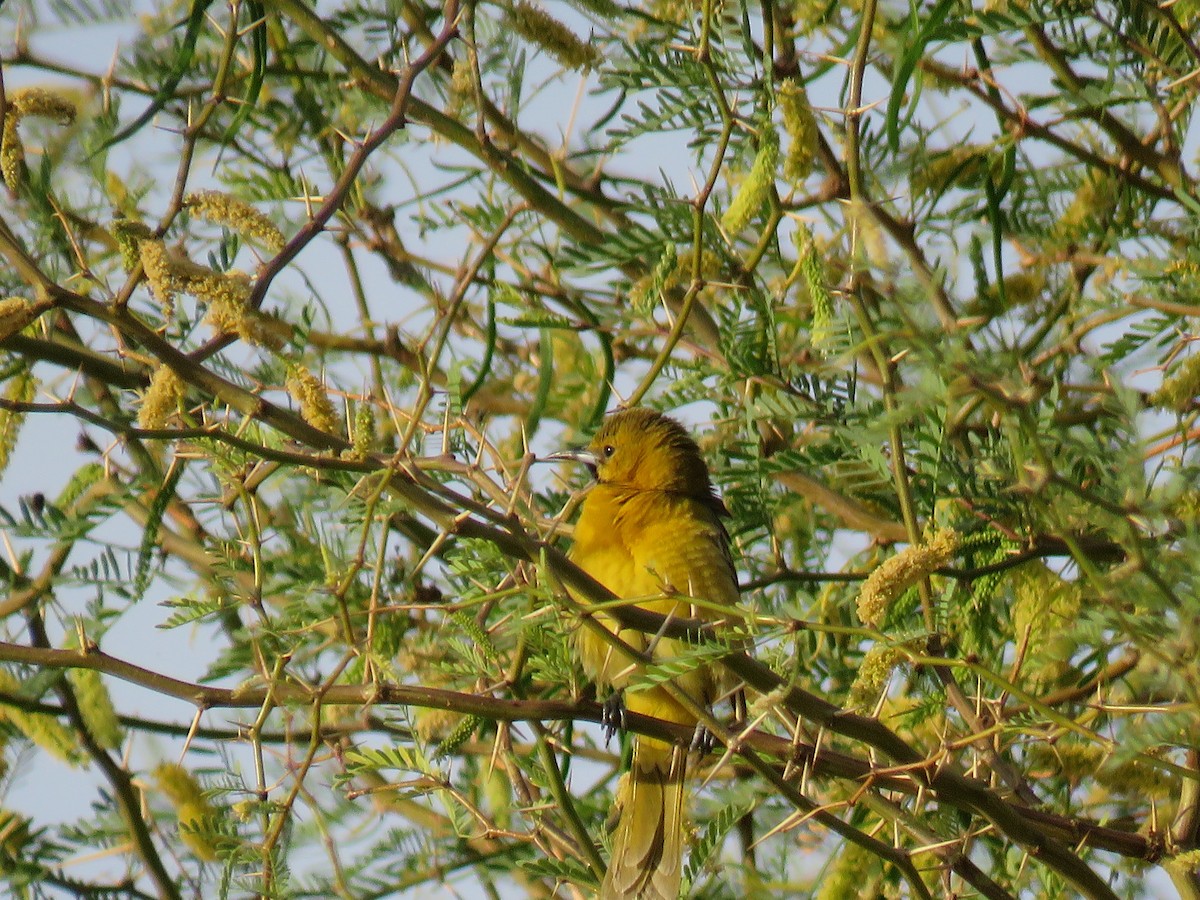 Hooded Oriole - ML332453331