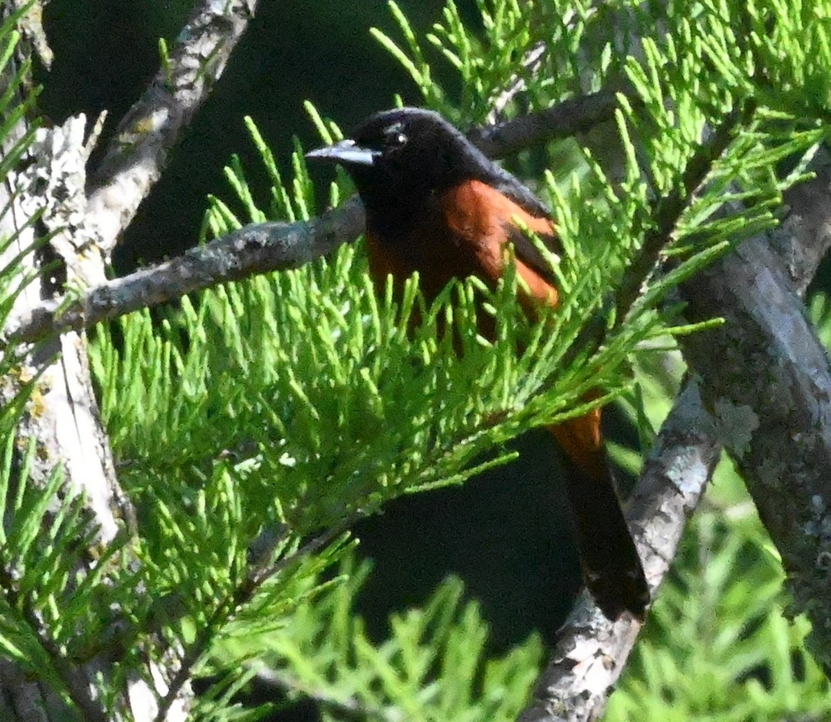 Orchard Oriole - ML332453741
