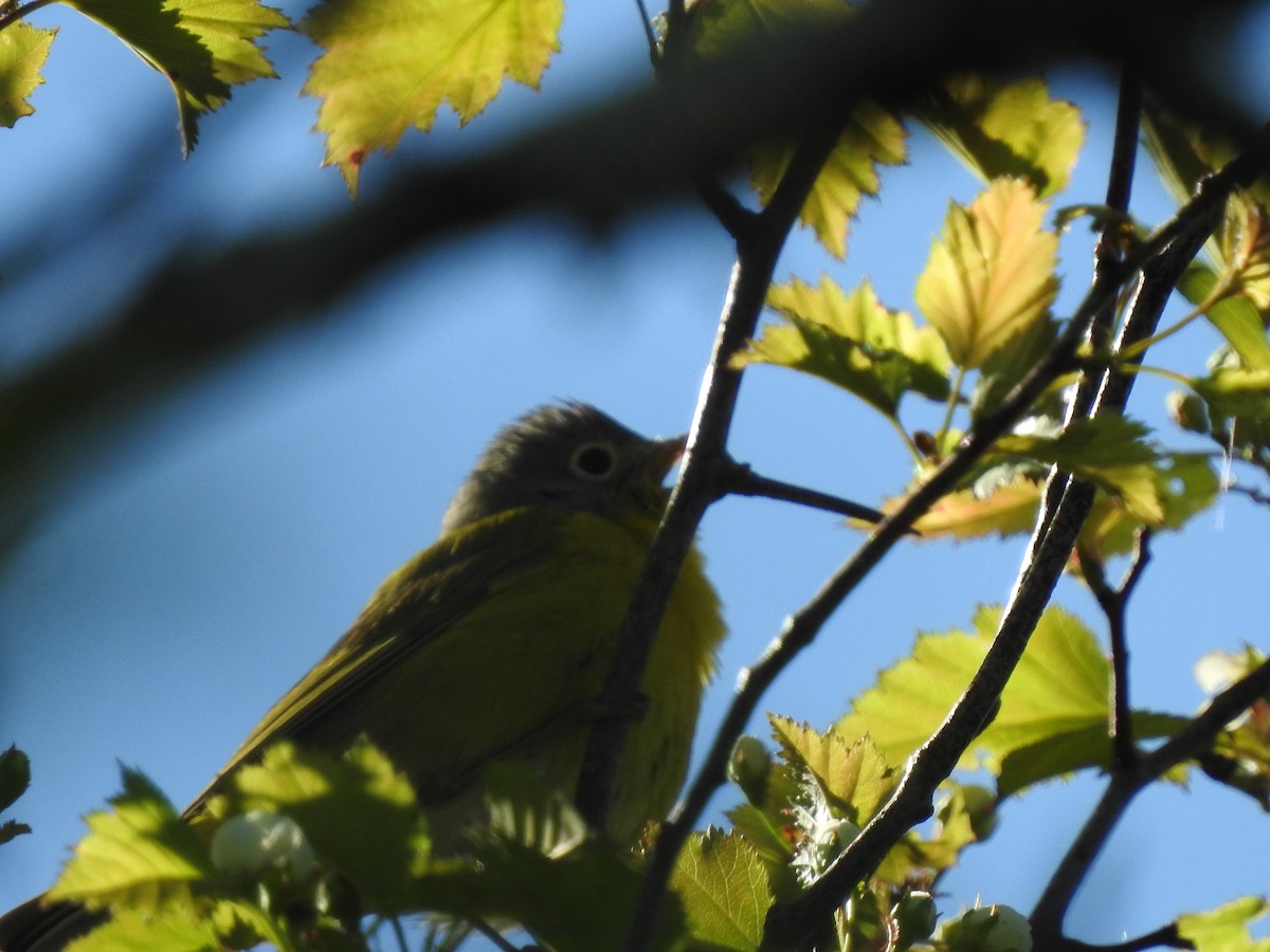 Nashville Warbler - ML332454291