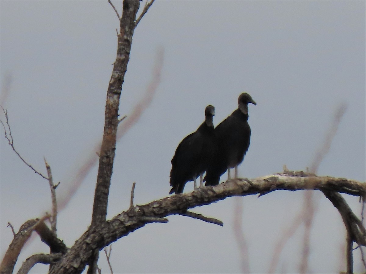 Black Vulture - Bob Hargis