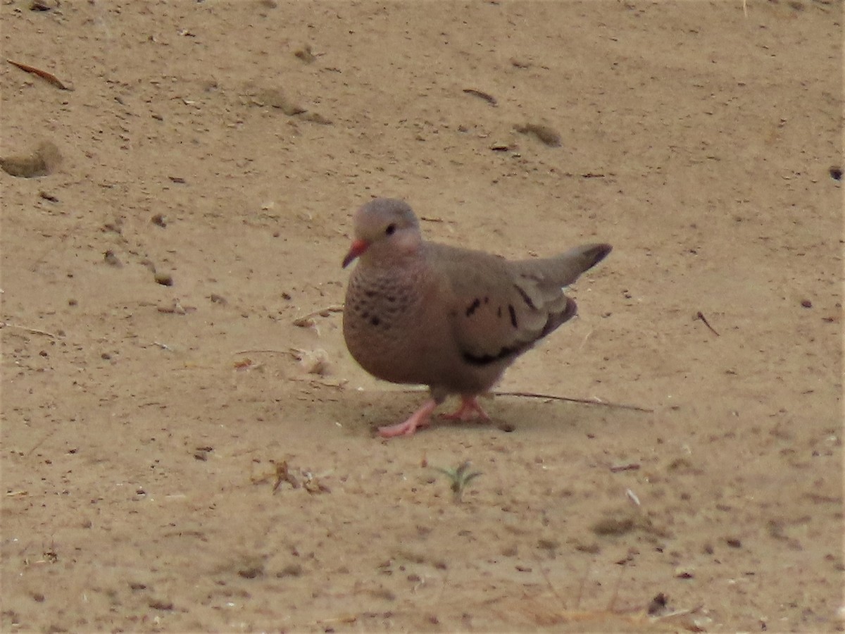 Common Ground Dove - Bob Hargis