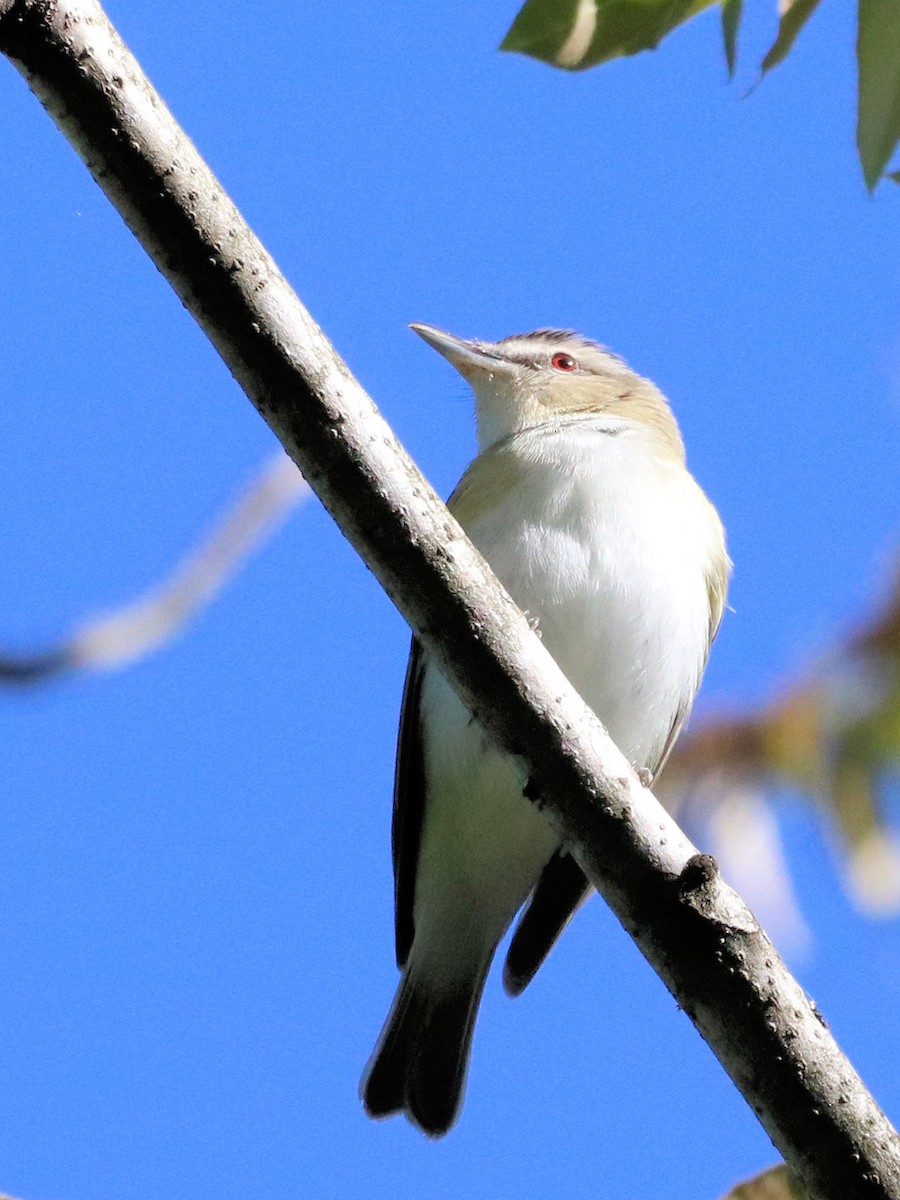アカメモズモドキ - ML332458621