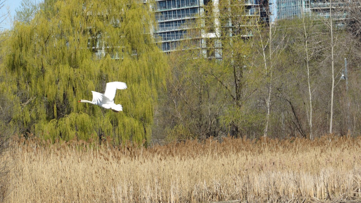 Mute Swan - Rena Sherring